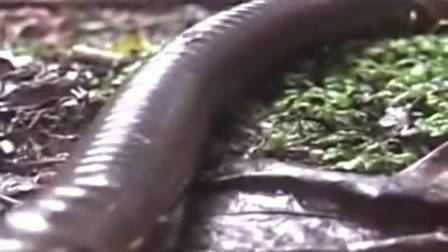 可怕！南美巨型蚯蚓似蟒蛇